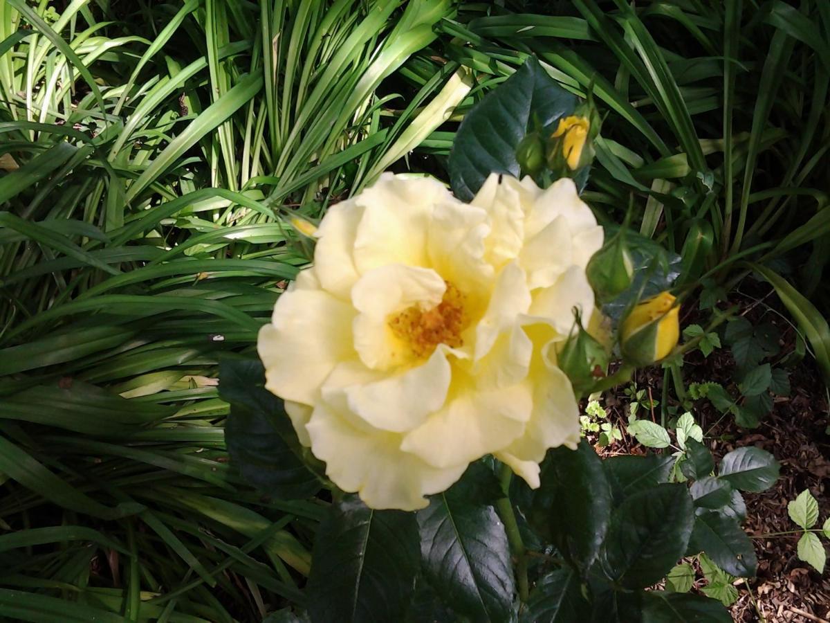 مبيت وإفطار Hoymille Les Jardins المظهر الخارجي الصورة