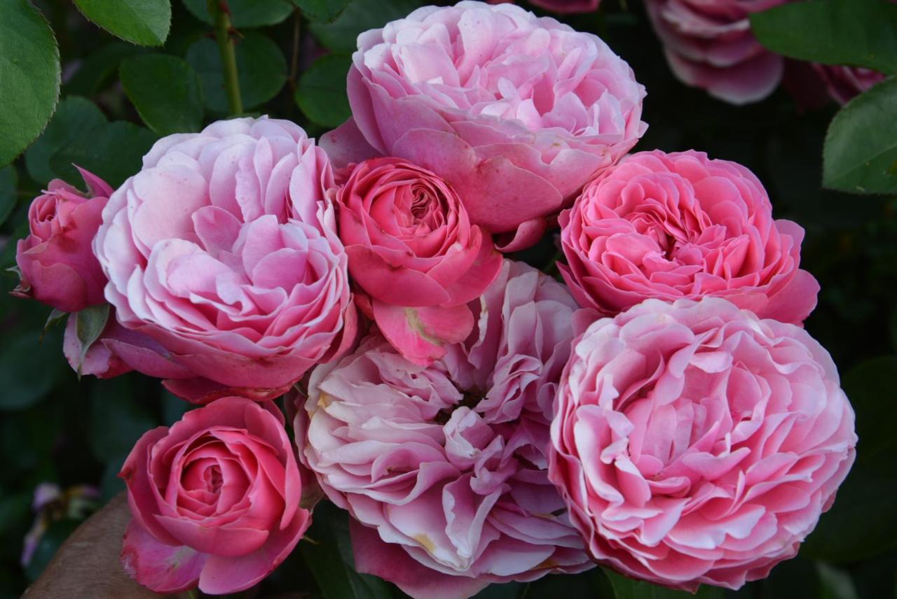 مبيت وإفطار Hoymille Les Jardins المظهر الخارجي الصورة