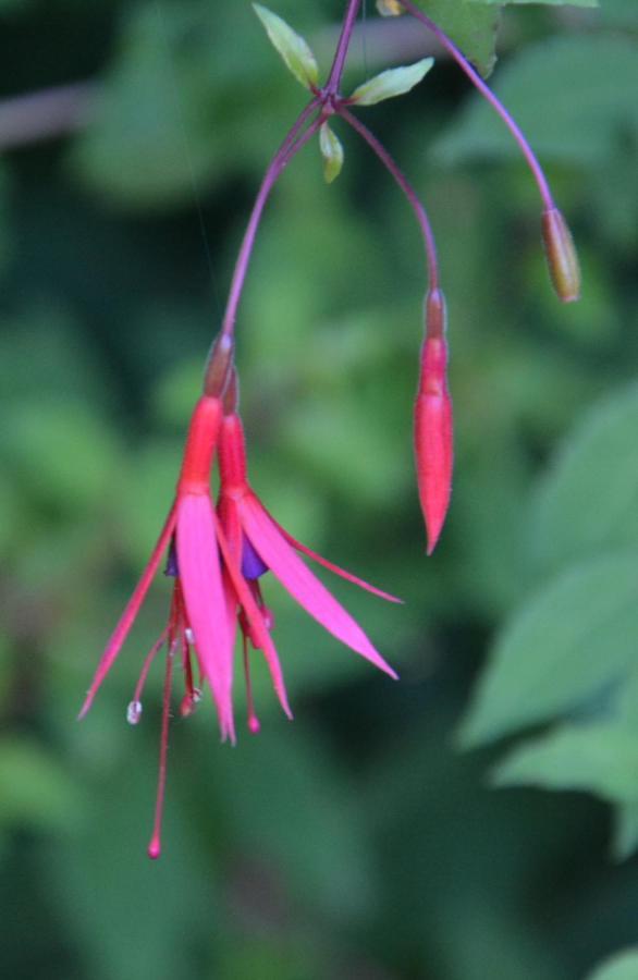 مبيت وإفطار Hoymille Les Jardins المظهر الخارجي الصورة