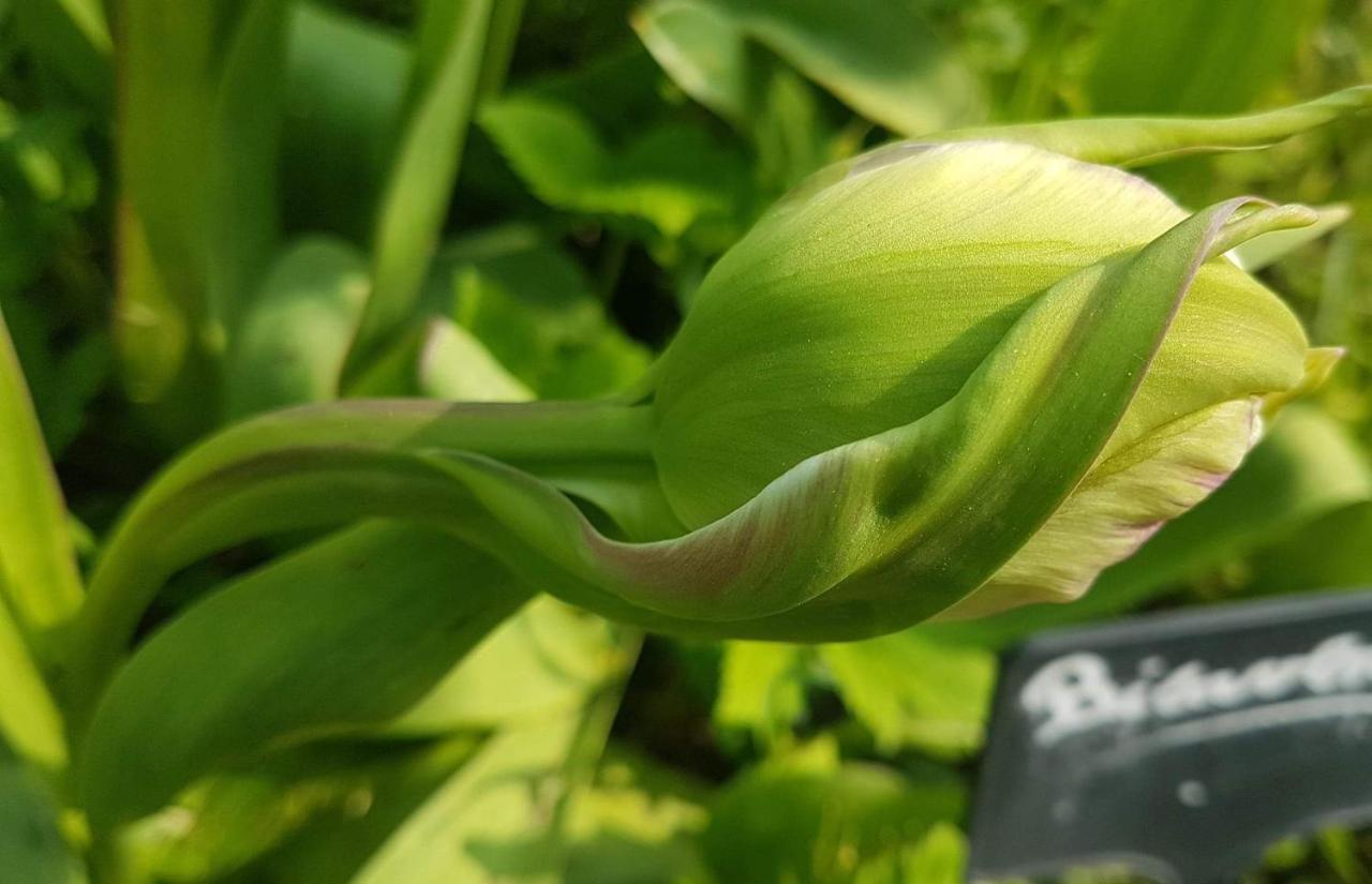 مبيت وإفطار Hoymille Les Jardins المظهر الخارجي الصورة