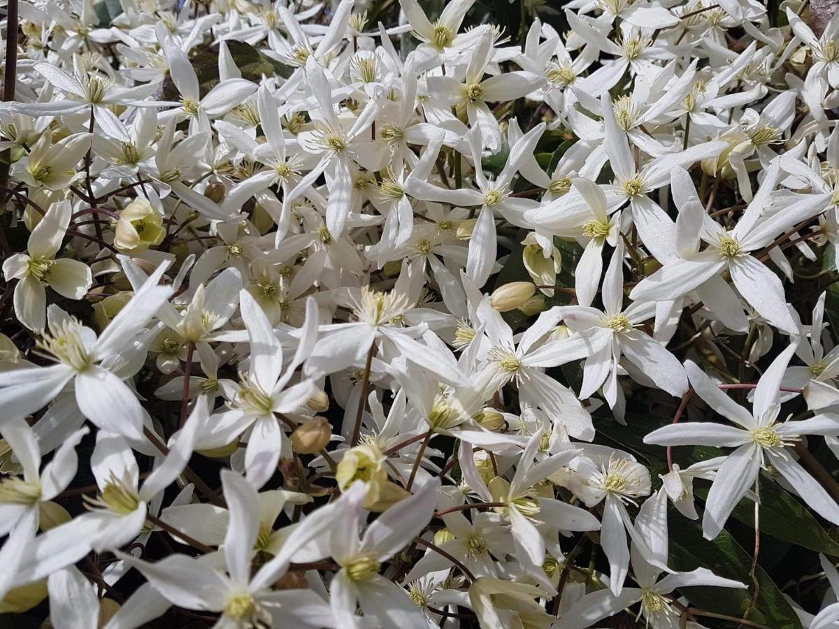 مبيت وإفطار Hoymille Les Jardins المظهر الخارجي الصورة